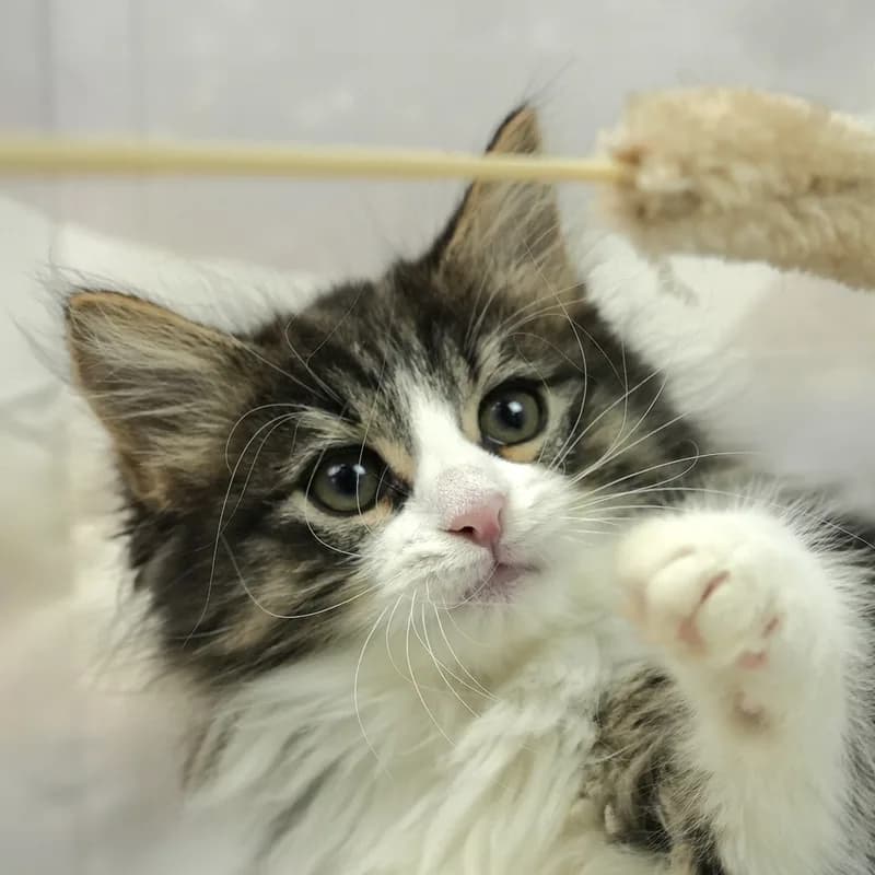 ノルウェージャンフォレストキャットの子猫 メス ブラウンパッチドタビー&ホワイト