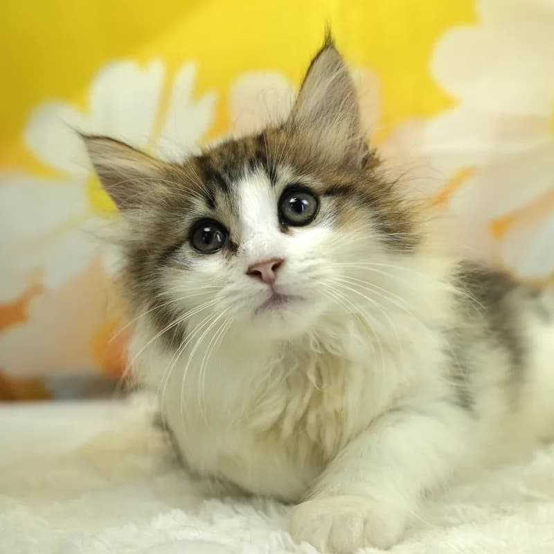 ノルウェージャンフォレストキャットの子猫 メス ブラウンパッチドタビー&ホワイト