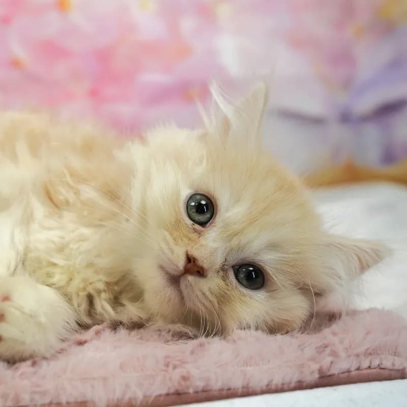 マンチカンの子猫 メス レッドタビー&ホワイト