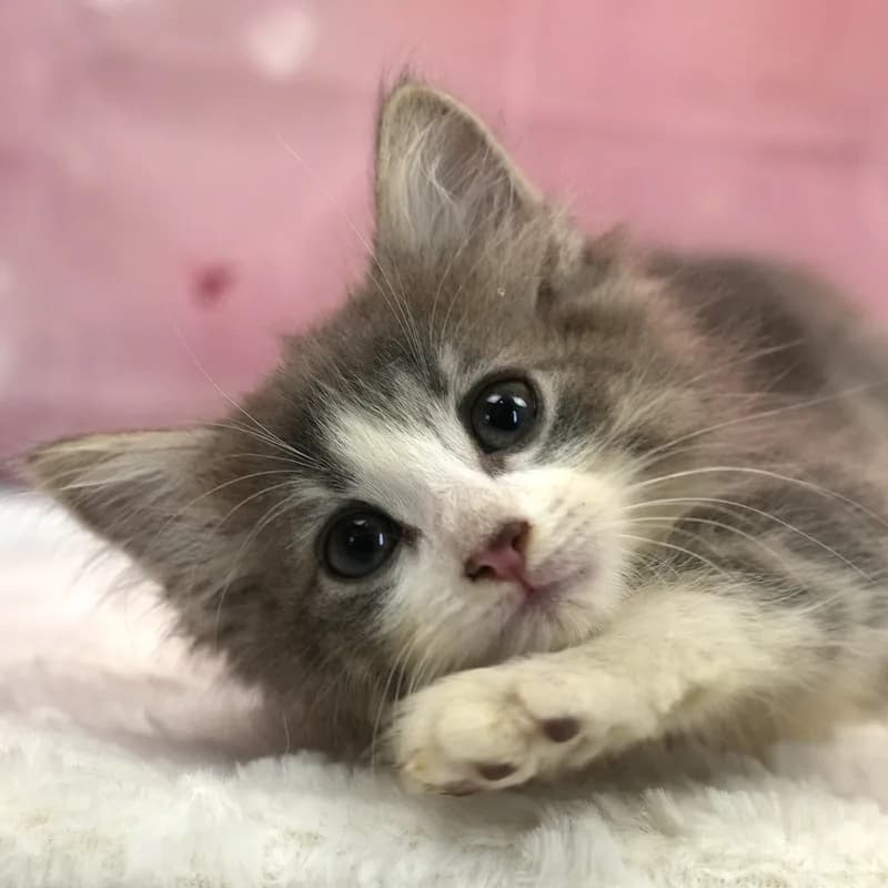 ノルウェージャンフォレストキャットの子猫 メス ブルータビー&ホワイト