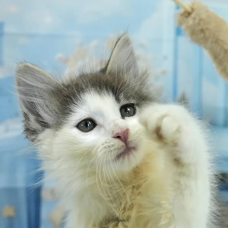 ノルウェージャンフォレストキャットの子猫 オス ブルータビー&ホワイト