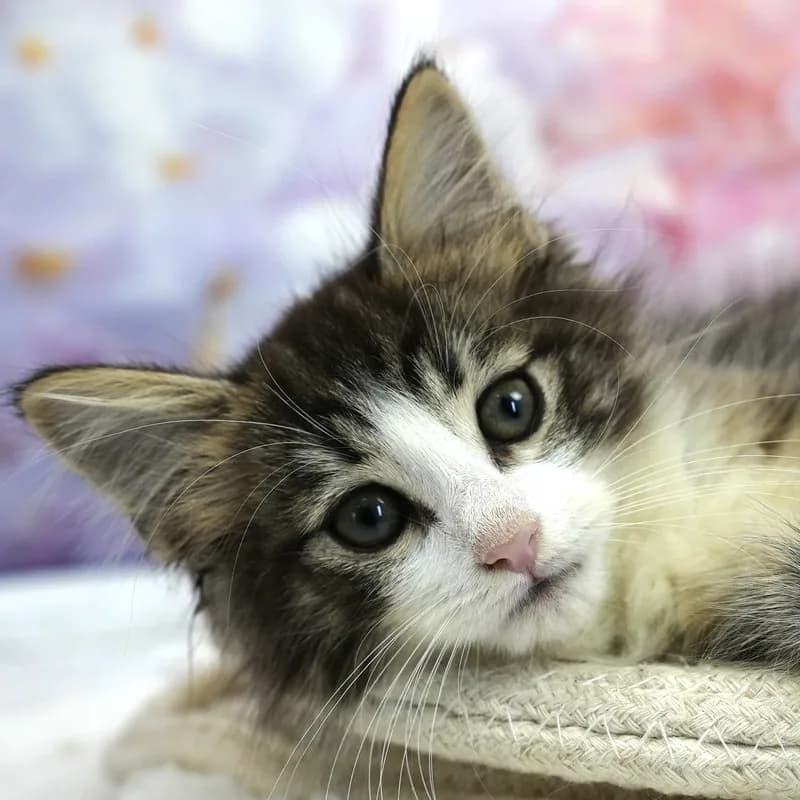 ノルウェージャンフォレストキャットの子猫 メス ブラウンタビー&ホワイト