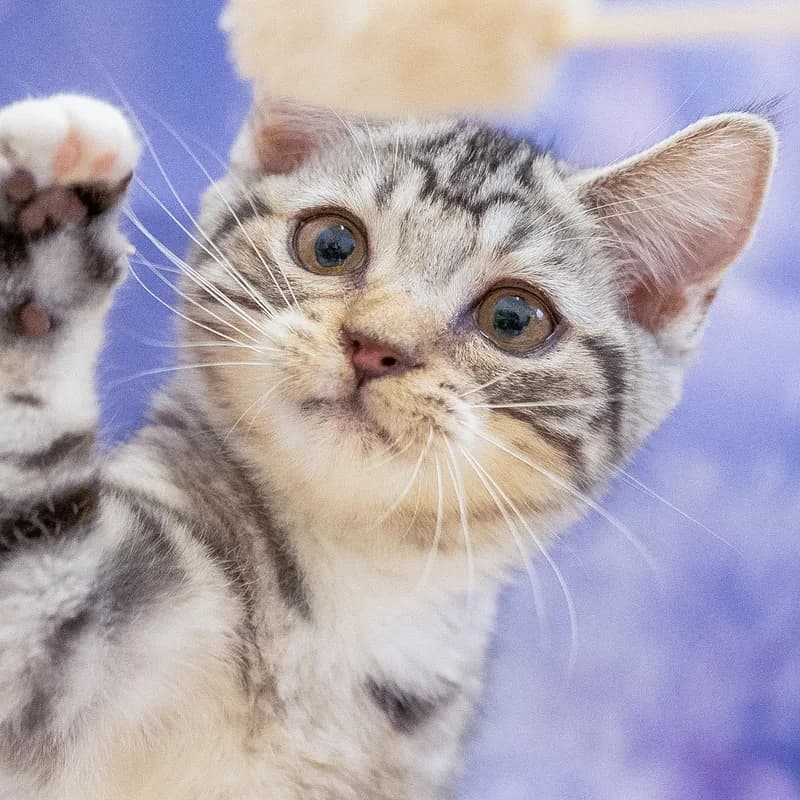 マンチカンの子猫 オス シルバータビー - パピーヴィレッジ カワセミ - 写真1