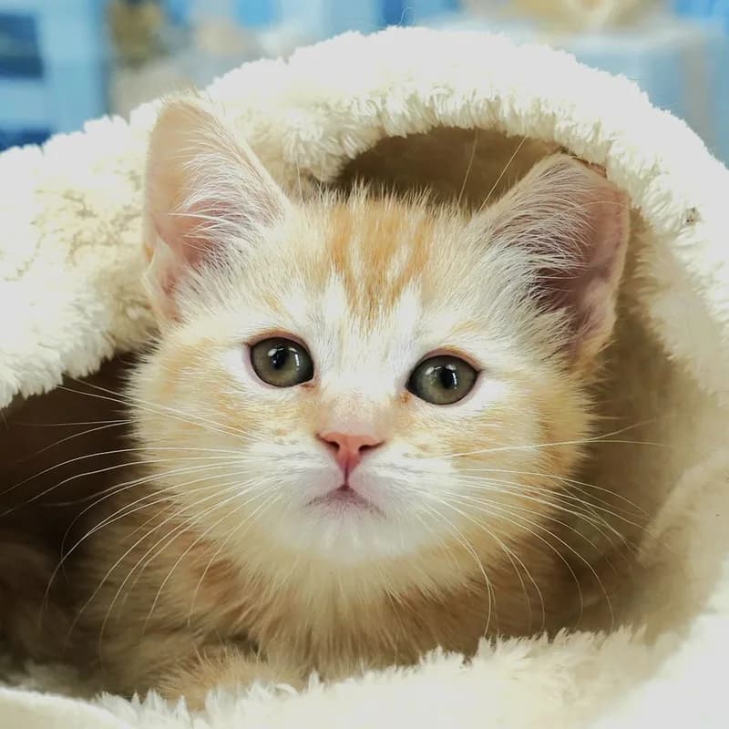 マンチカンの子猫 オス クリームタビー