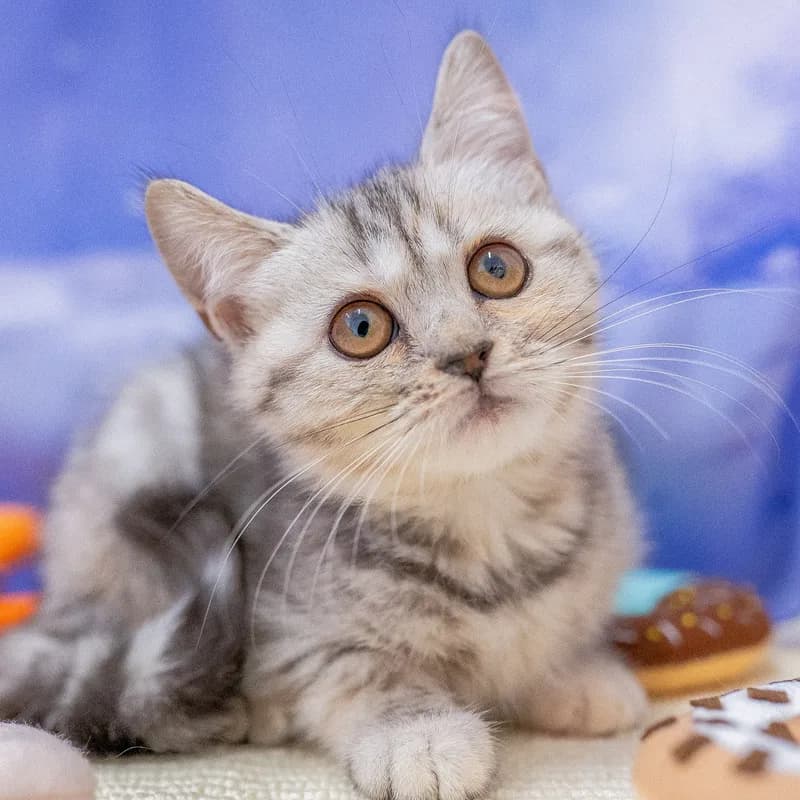 マンチカンの子猫 メス シルバーパッチドタビー - パピーヴィレッジ カワセミ - 写真1
