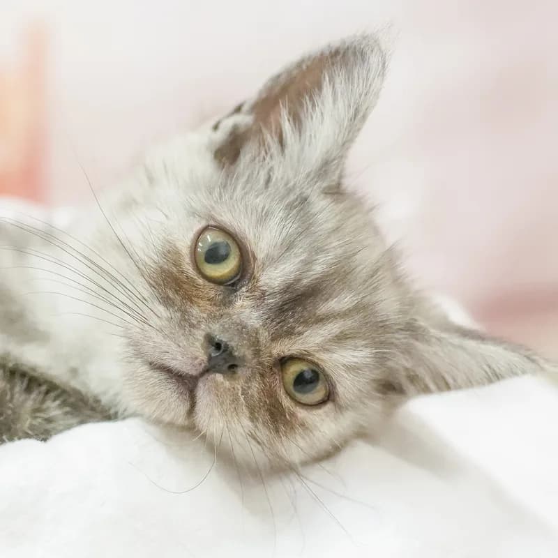 マンチカンの子猫 オス シルバータビー - パピーヴィレッジ カワセミ - 写真1