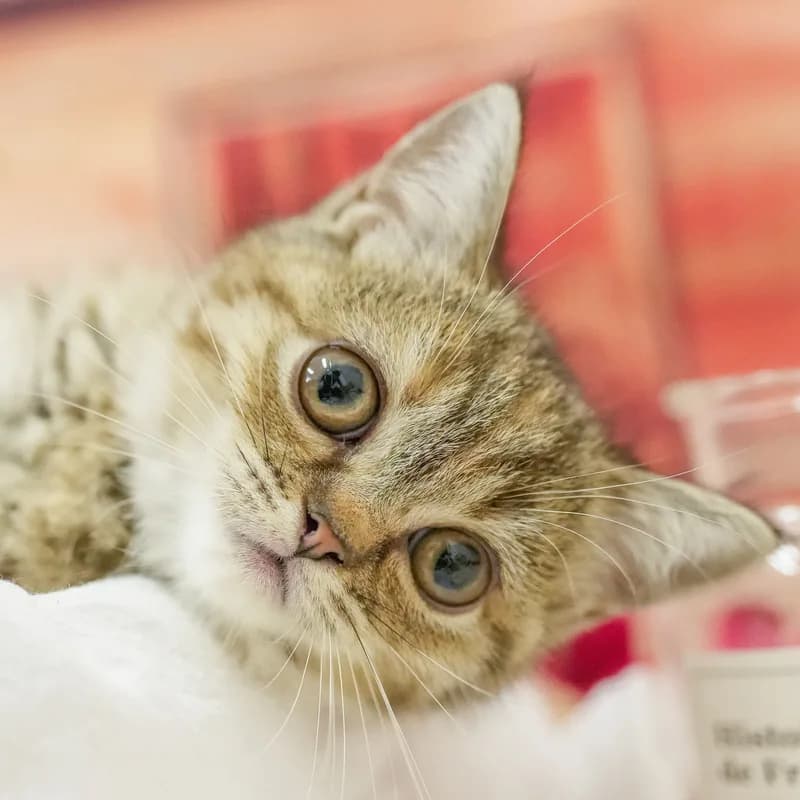 マンチカンの子猫 メス ブラウンパッチドタビー - パピーヴィレッジ カワセミ - 写真1