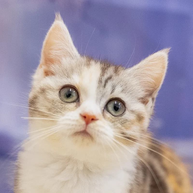 マンチカンの子猫 メス ダイリュートキャリコ - パピーヴィレッジ カワセミ - 写真1