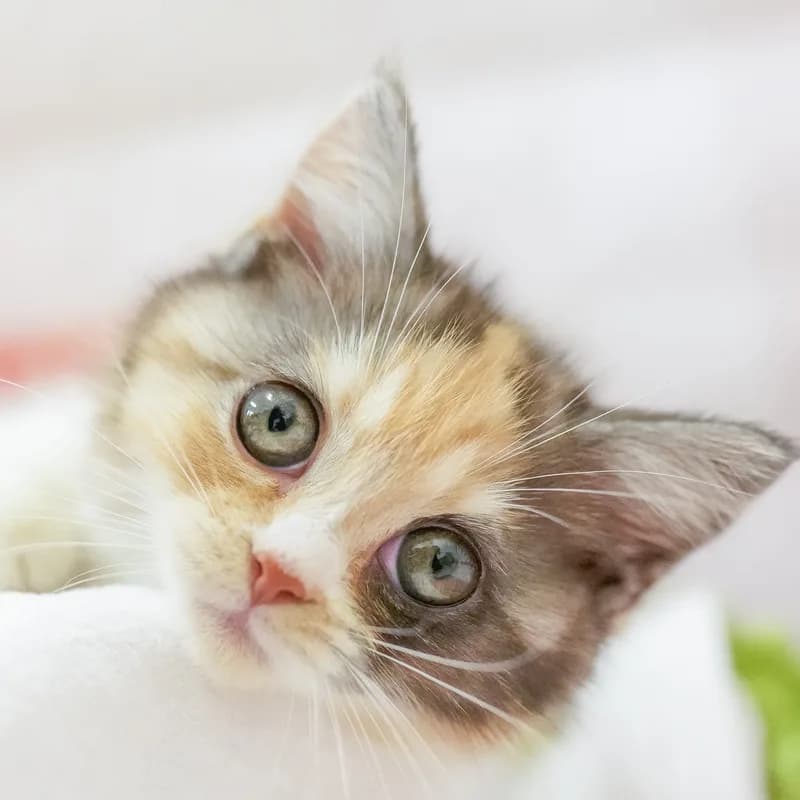 マンチカンの子猫 メス キャリコ - パピーヴィレッジ カワセミ - 写真1