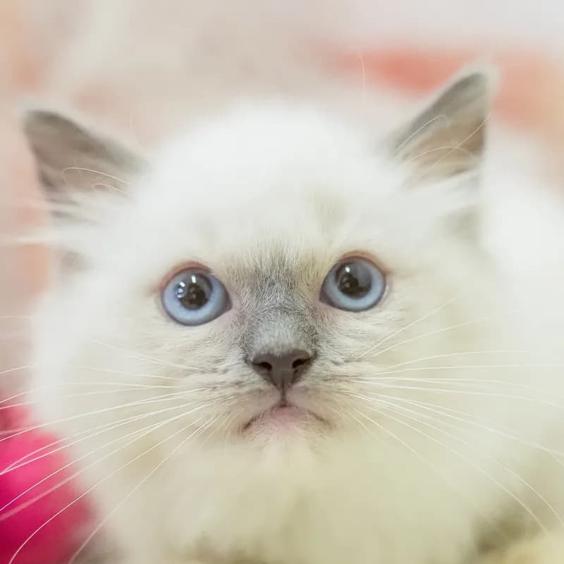 ラグドールの子猫 メス ブルーポイント - パピーヴィレッジ カワセミ - 写真1