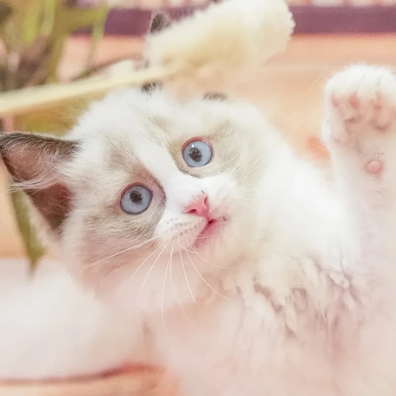 ラグドールの子猫 オス シールポイントバイカラー - パピーヴィレッジ カワセミ - 写真1