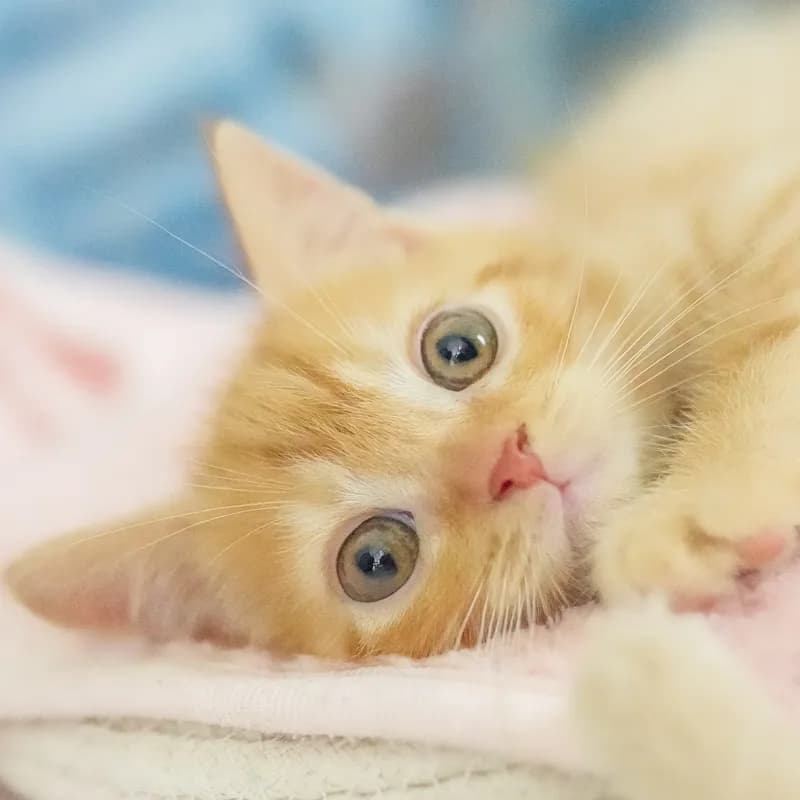 マンチカンの子猫 オス レッドタビー - パピーヴィレッジ ユリカモメ - 写真1