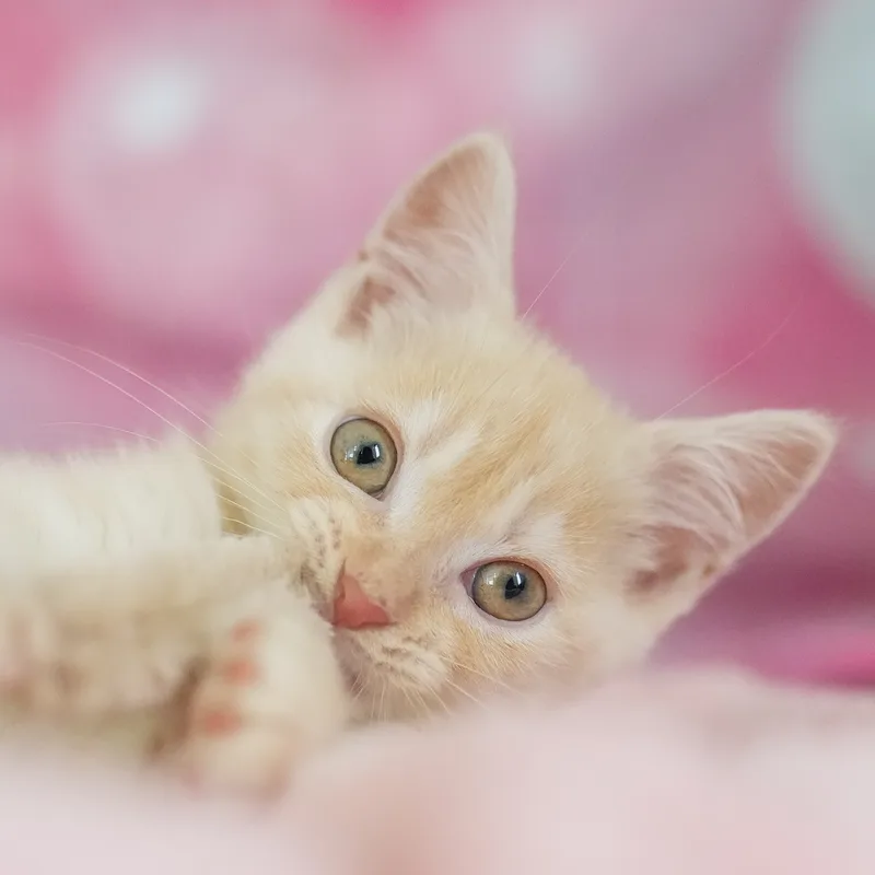 マンチカンの子猫 オス クリームタビー - パピーヴィレッジ ユリカモメ - 写真1
