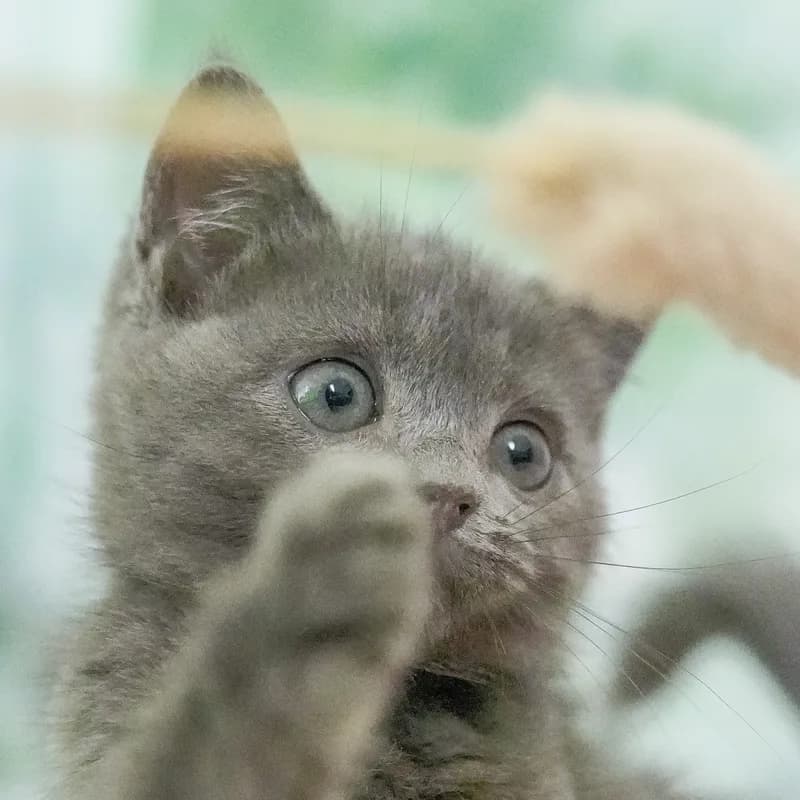 マンチカンの子猫 オス ブルー - パピーヴィレッジ ユリカモメ - 写真1
