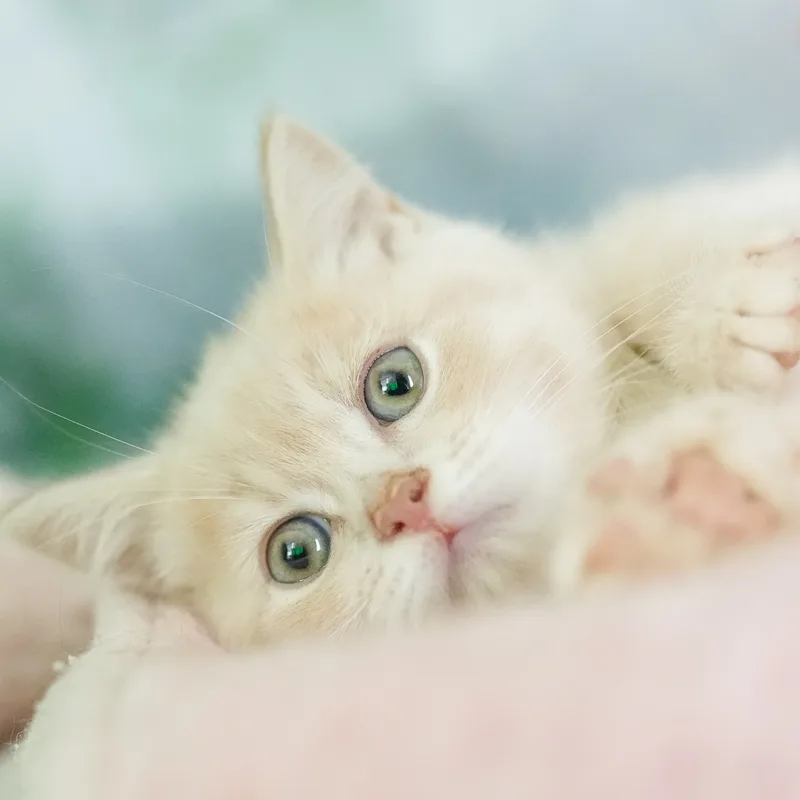 マンチカンの子猫 オス クリームタビー - パピーヴィレッジ ユリカモメ - 写真1
