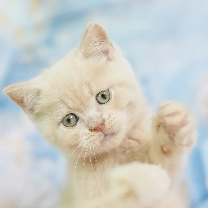 マンチカンの子猫 オス クリームタビー - パピーヴィレッジ ユリカモメ - 写真1