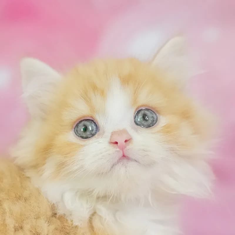 マンチカンの男の子 レッドタビー&ホワイト