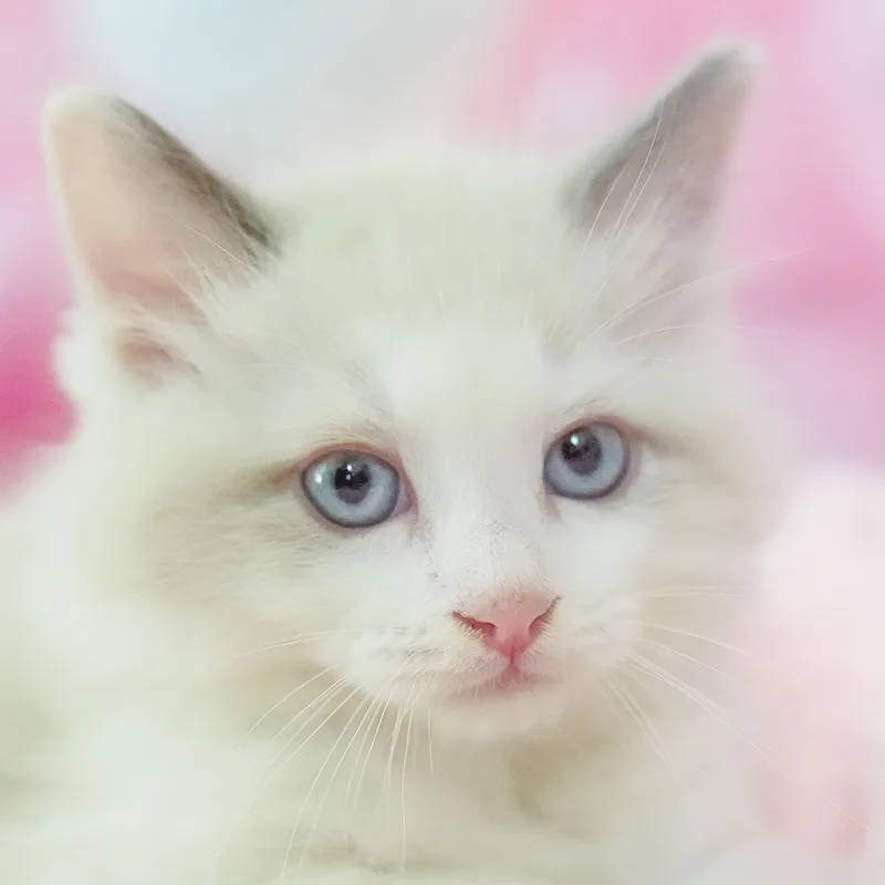 ラグドールの子猫 オス ブルーポイントバイカラー - パピーヴィレッジ ユリカモメ - 写真1