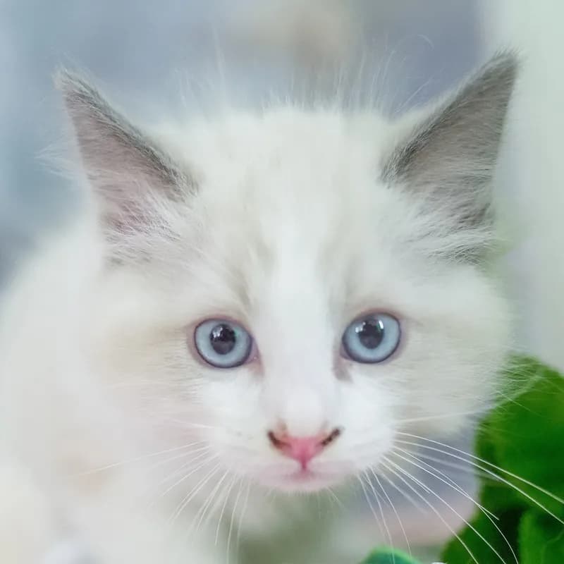 ラグドールの子猫 オス ブルーポイントバイカラー - パピーヴィレッジ ユリカモメ - 写真1