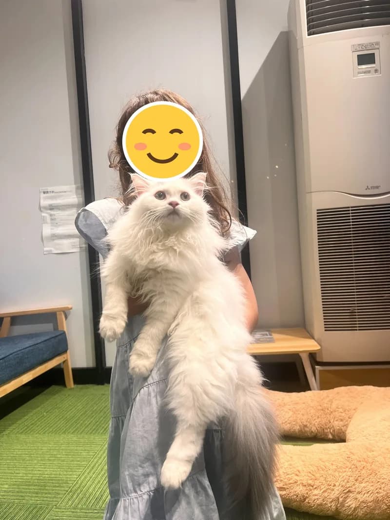 のお客様の声