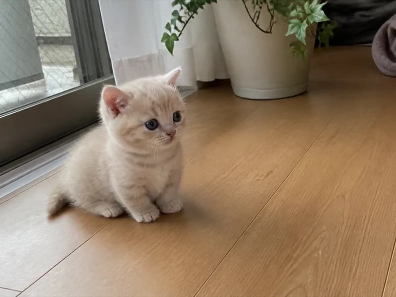 マンチカンのイメージ画像