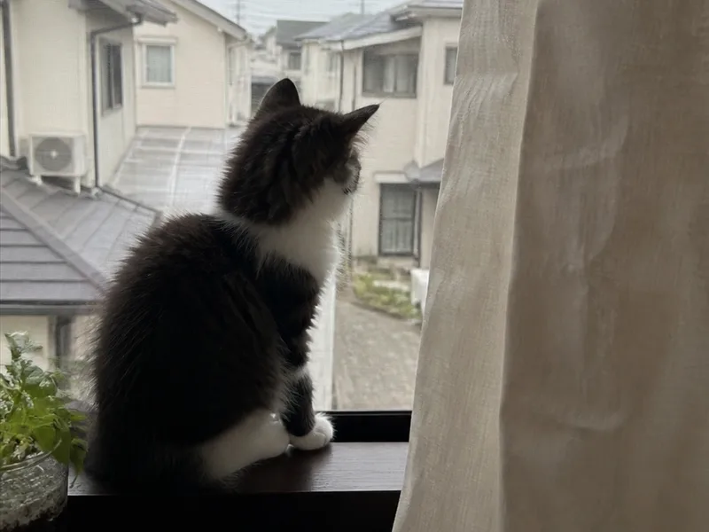 サイベリアンのイメージ画像