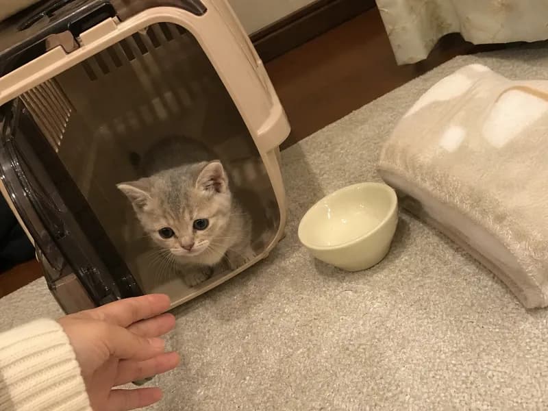 マンチカンのイメージ画像