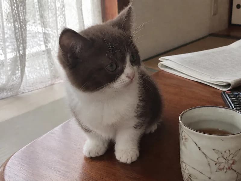 マンチカンのイメージ画像