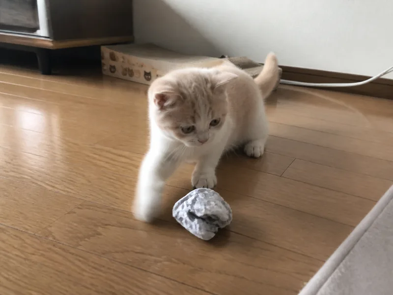 マンチカンのイメージ画像