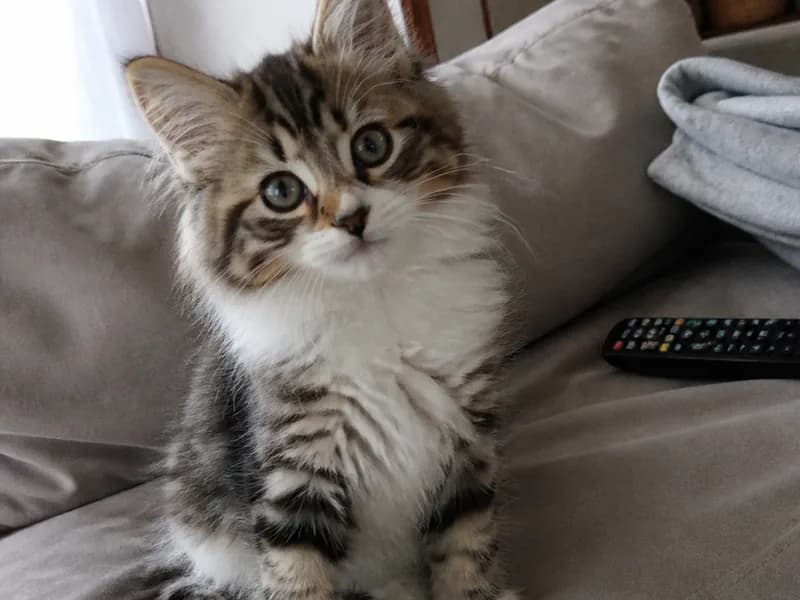 ノルウェージャンフォレストキャットのイメージ画像