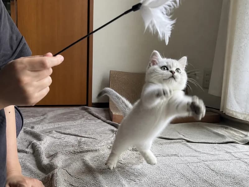 マンチカンのイメージ画像
