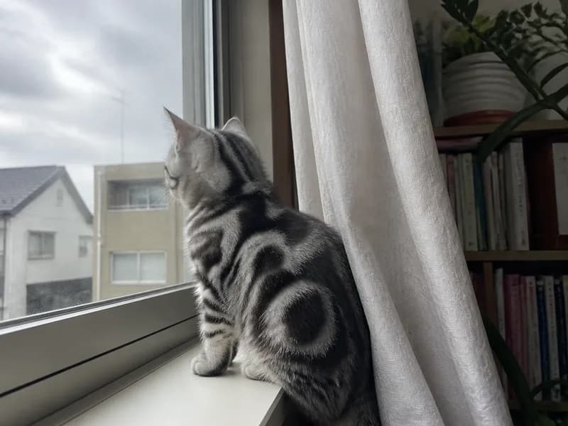 アメリカンショートヘアのイメージ画像