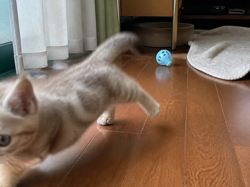マンチカンのイメージ画像
