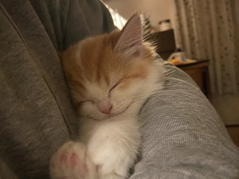 ミヌエットのイメージ画像