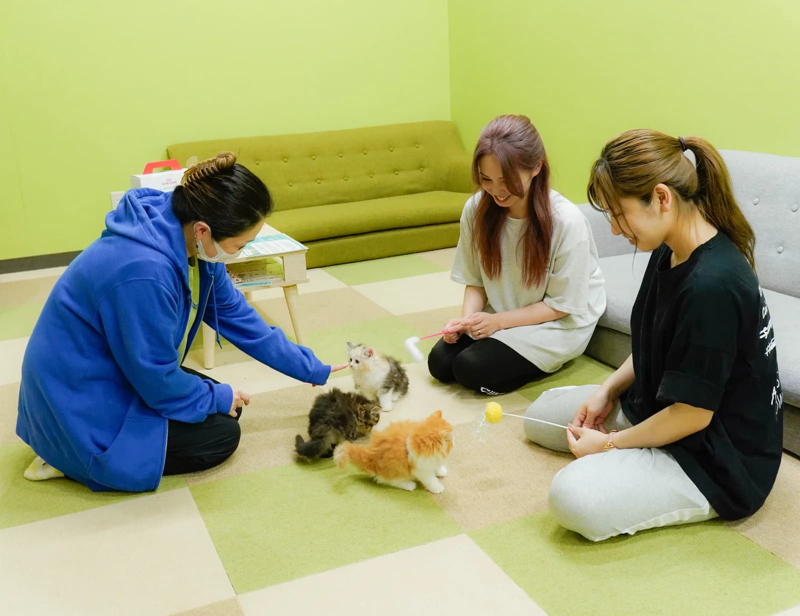 Flowens Cat の見学の様子。ブリーダーが子猫を紹介している実際の風景