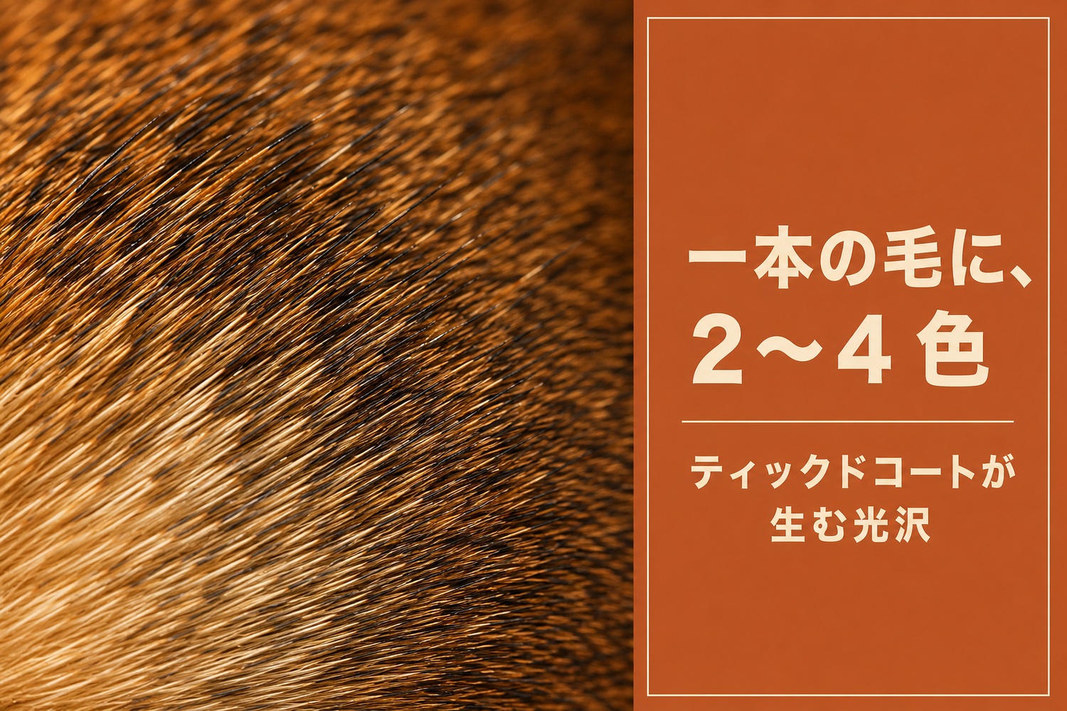 アビシニアンの被毛のマクロ写真。一本の毛に2〜4色、ティックドコートが生む光沢