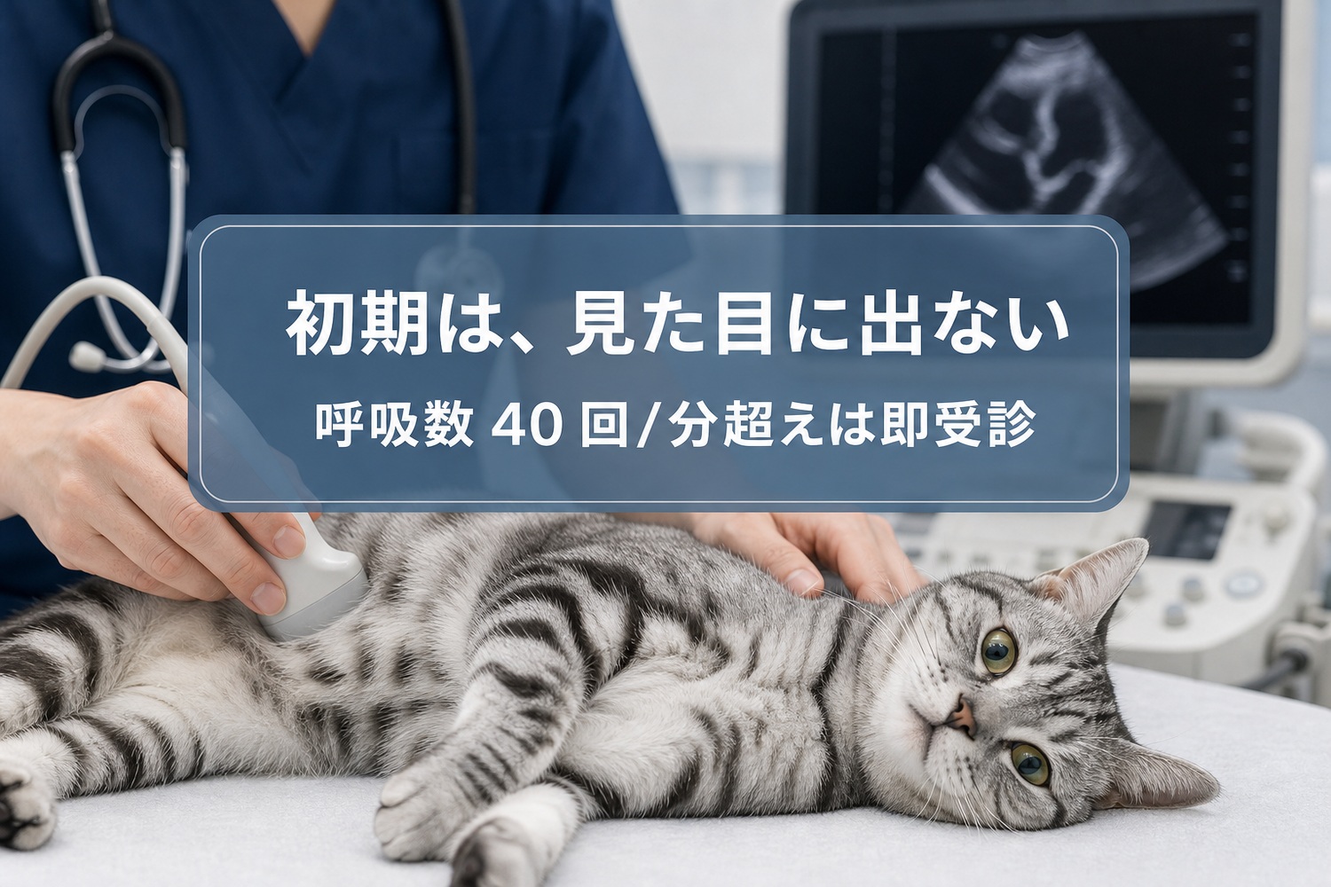 心臓エコー検査を受けるアメリカンショートヘア。初期は見た目に出ない、呼吸数40回/分超えは即受診