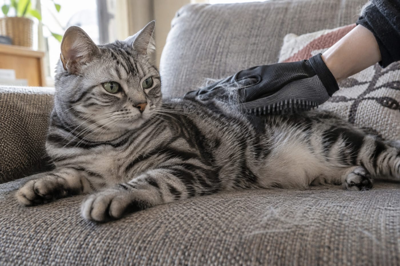ソファの上で、ブラッシング用のグローブをはめた手に背中をなでられるシルバータビーの猫。手とクッションに抜け毛が少しついている