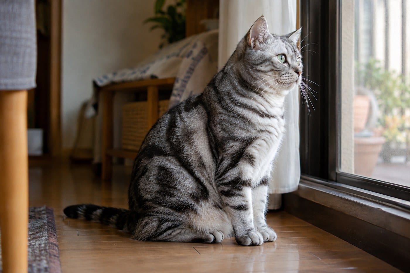 窓辺の床に座るアメリカンショートヘアの成猫。シルバータビーの被毛で、厚みのある胸と太い脚、がっしりした体つきが分かる横向きの全身写真