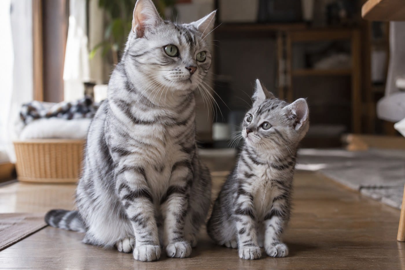 シルバータビーのアメリカンショートヘアの成猫と、その隣に座る子猫。頭の大きさと体の厚みの違いが分かる並びの写真