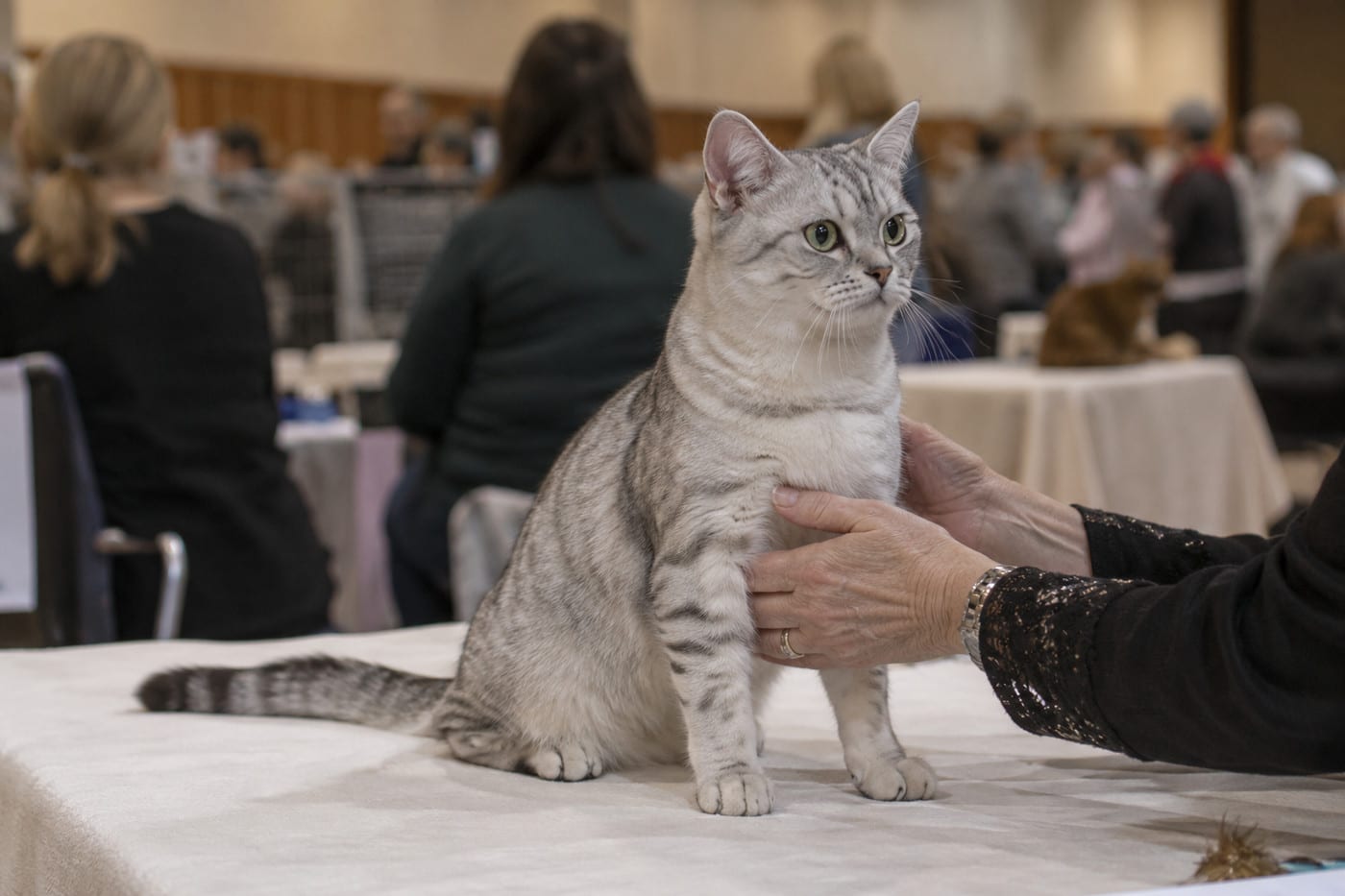 キャットショー会場のテーブルに座るシルバータビーの猫と、その胸元を支える人の手