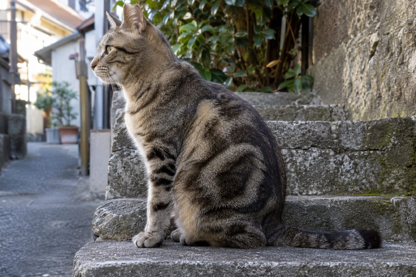 路地の石段に横向きに座る、脇腹に渦巻き模様のある灰茶色の短毛の猫
