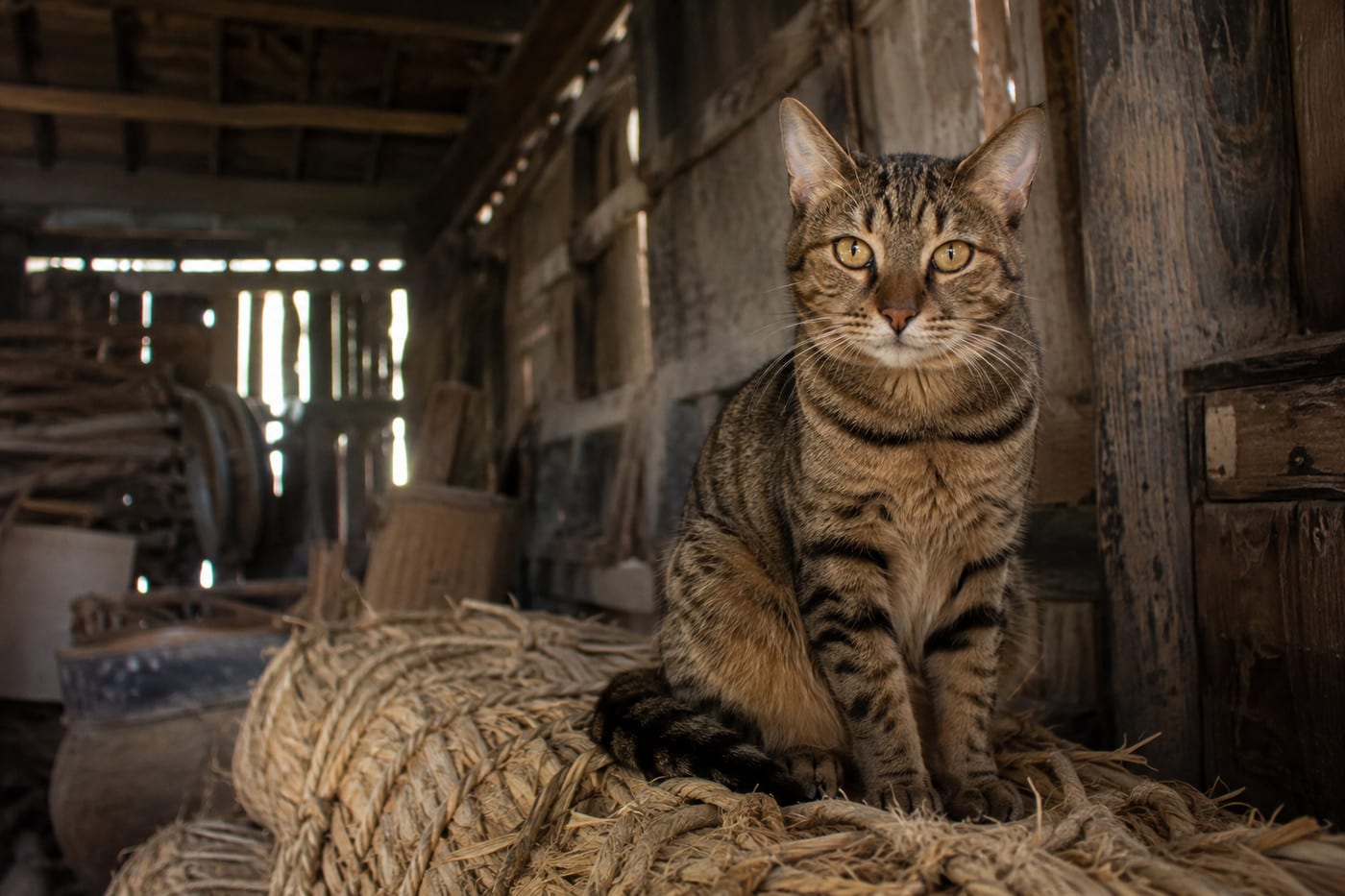 木造の納屋の藁の束に座る、茶色に黒い縞のある短毛の猫