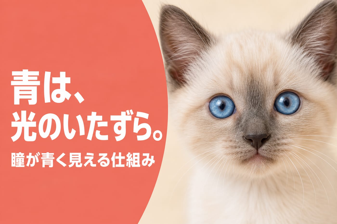 青は光のいたずらと伝えるサーモン帯バナーと青い瞳の子猫のクローズアップ