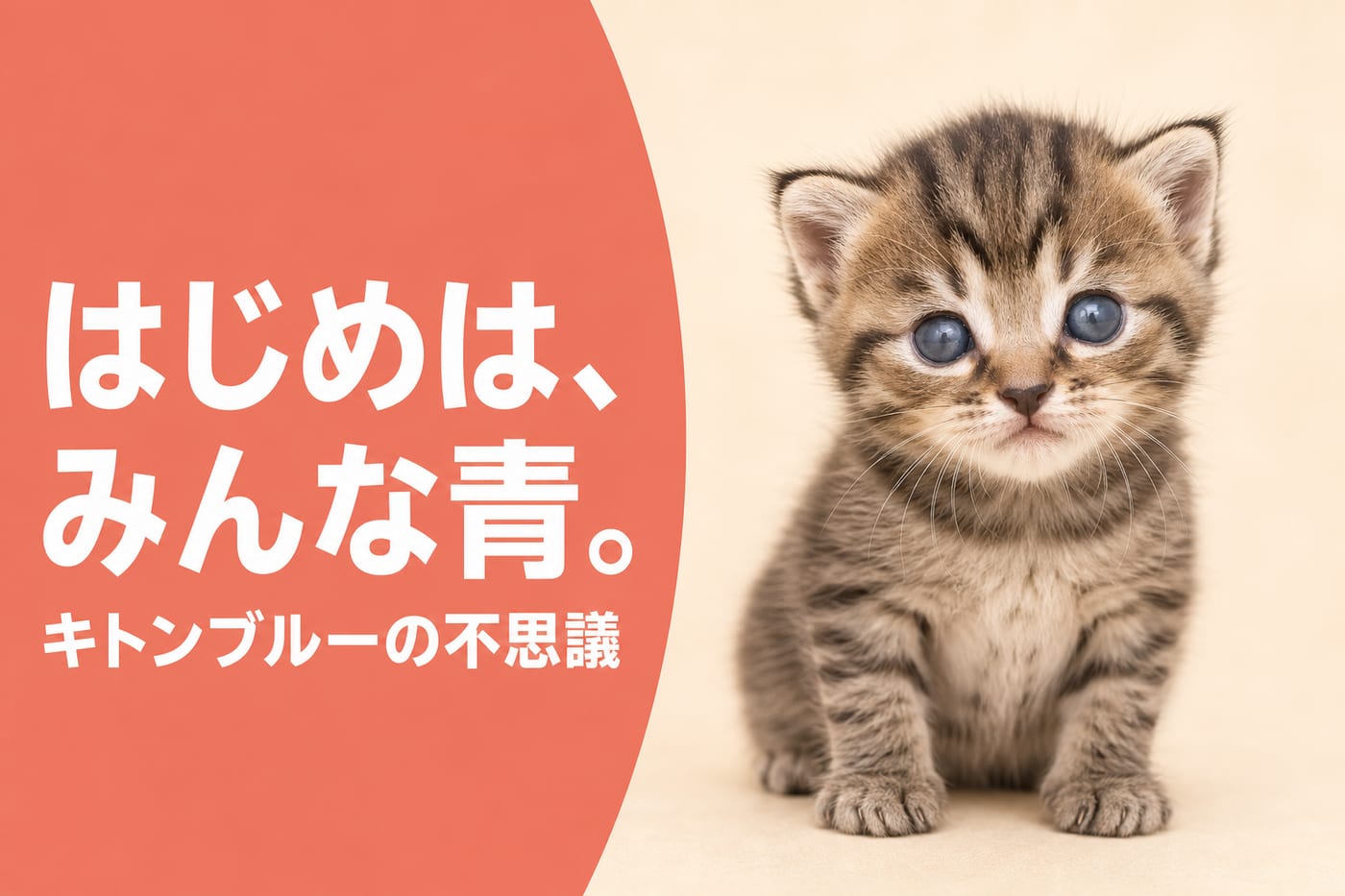 はじめはみんな青と伝えるサーモン帯バナーとキトンブルーの瞳の幼い子猫