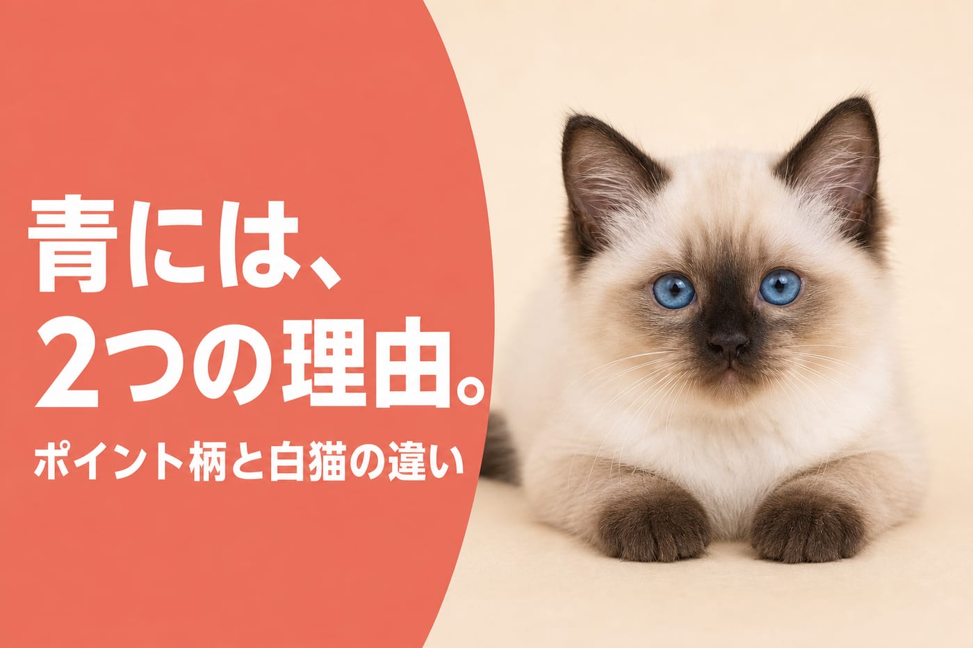 青には2つの理由と伝えるサーモン帯バナーと青い目のポイントカラーの子猫