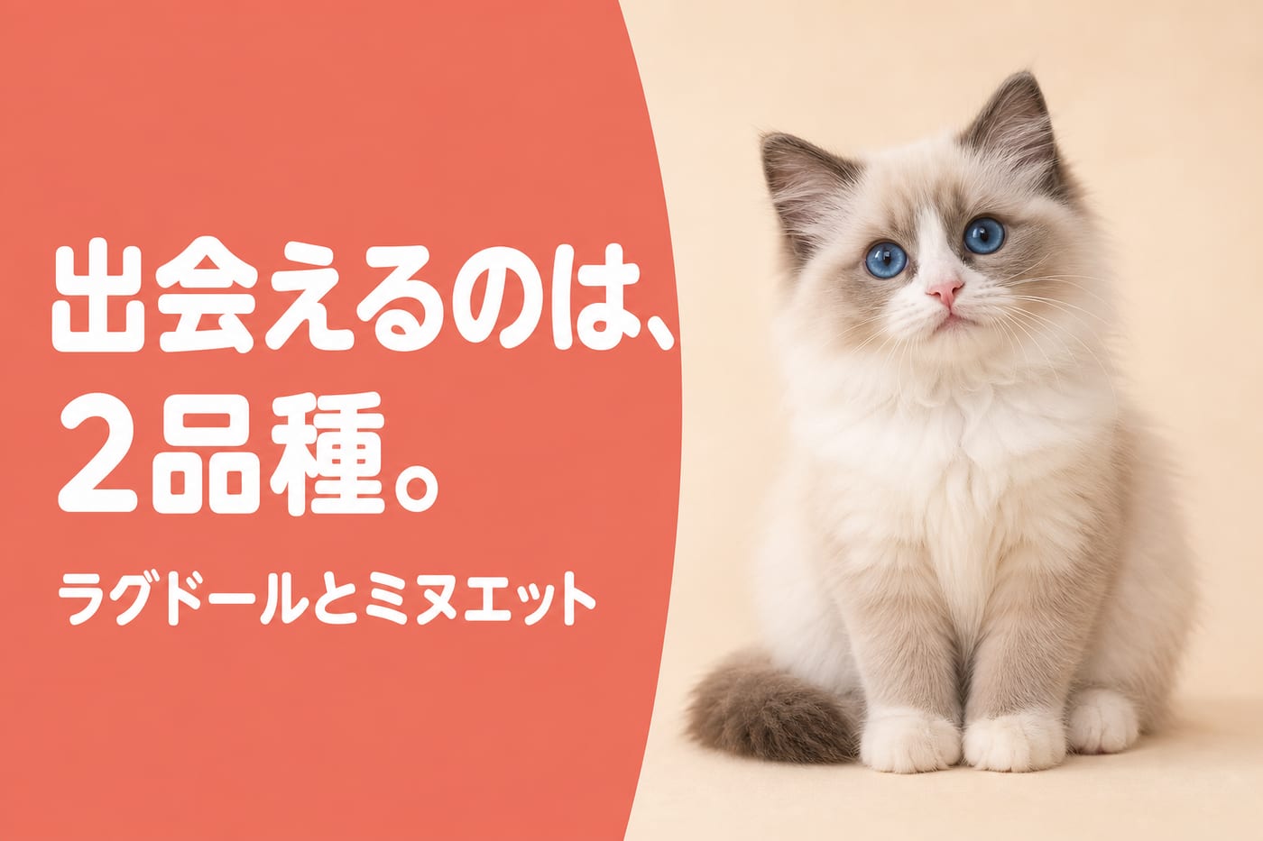 出会えるのは2品種と伝えるサーモン帯バナーと深い青の瞳のラグドールの子猫