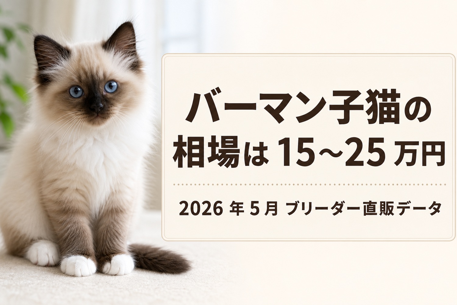 バーマンの子猫と相場バナーのマガジンスタイル画像
