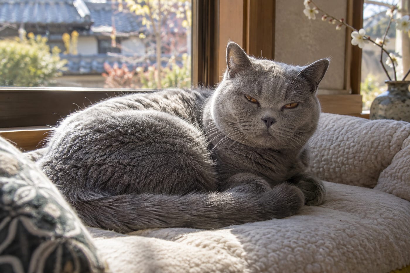 出窓の日だまりで、目を細めて丸くなるブルーのブリティッシュショートヘアの成猫