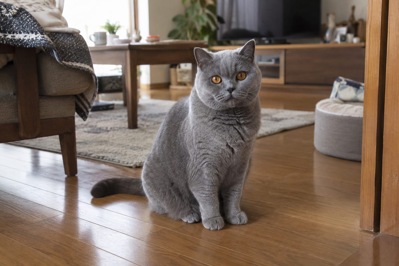 床に座ってこちらを見る、ブルーの被毛のブリティッシュショートヘアの成猫。丸い顔と太い首、がっしりした体つきが分かる全身写真